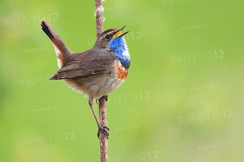 Bluethroat (Luscinia svecica cyanecula) male singing from cattail, Netherlands