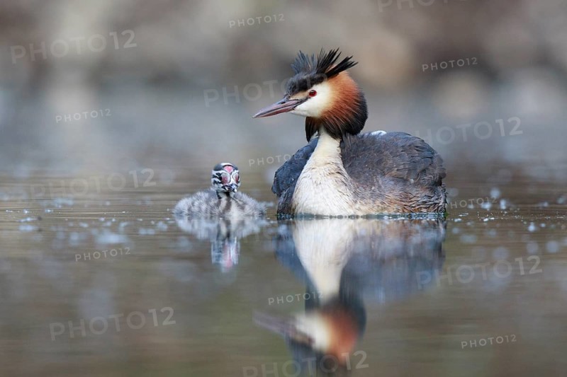 Great Crested Grebe (Podiceps cristatus) with chick, North Rhine-Westphalia, Germany