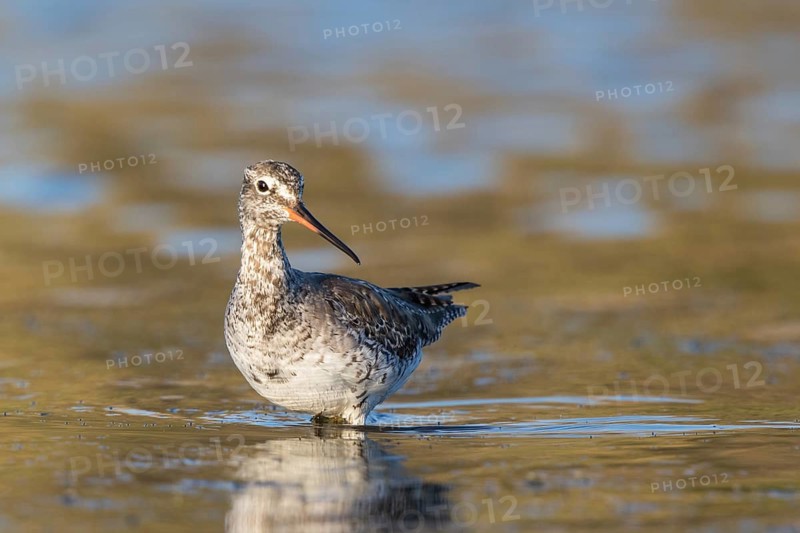 Spotted Redshank (Tringa erythropus) foraging, Lesvos, Greece