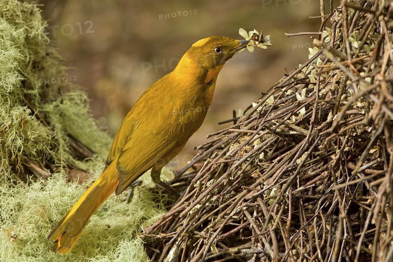 Golden Bowerbird (Prionodura newtoniana) male, Queensland, Australia