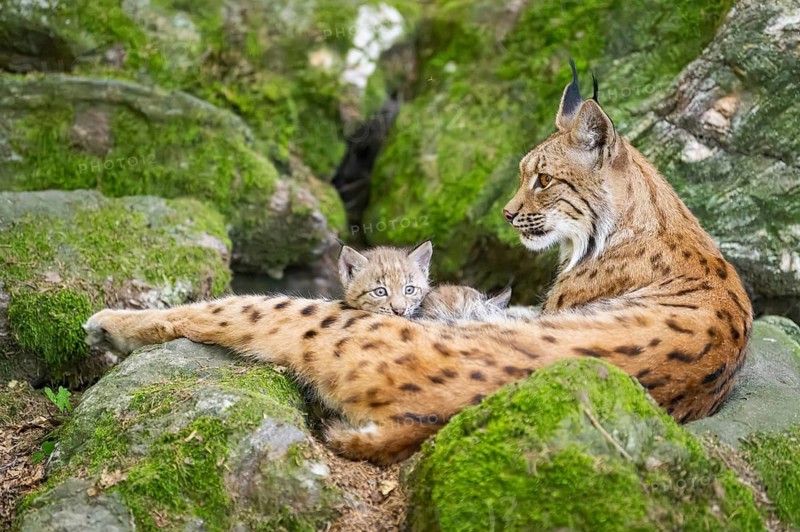 Eurasian lynx (Lynx lynx) mother with her youngsters (cubs) lying on a rock in a forest, Bavaria, Germany