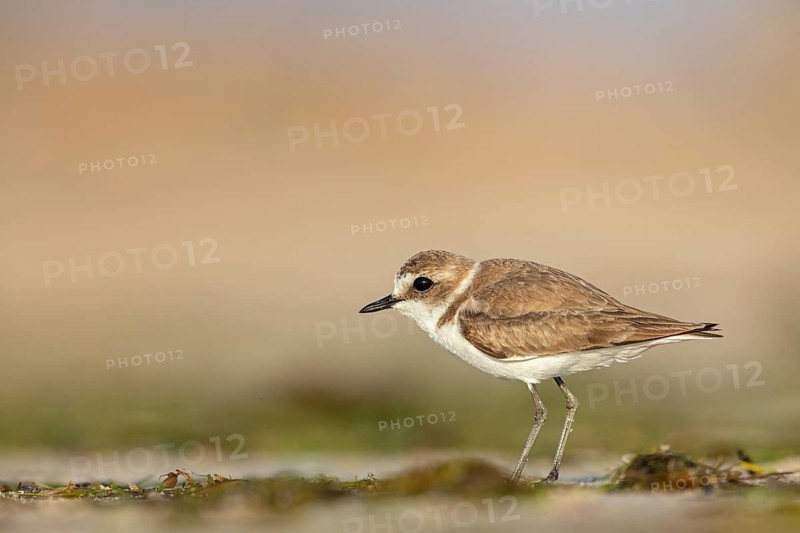 Animals, birds, plover, Kentish plover, (Charadrius alexandrinus), biotope, habitat, foraging, Barr Al Hikman, Shannah, Ash Sharqiyah South, Oman