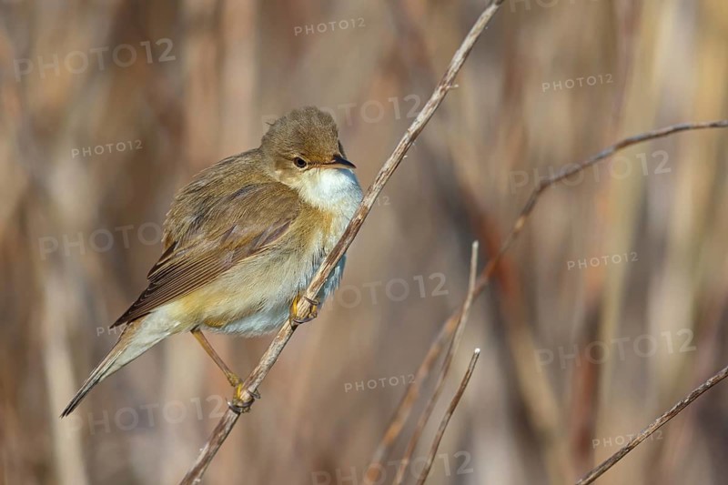 Reed Warbler, subspecies scirpaceus, (Acrocephalus scirpaceus scirpaceus), (Acrocephalus scirpaceus), animals, birds, songbirds, Hockenheim, Baden-Württemberg, Federal Republic of Germany