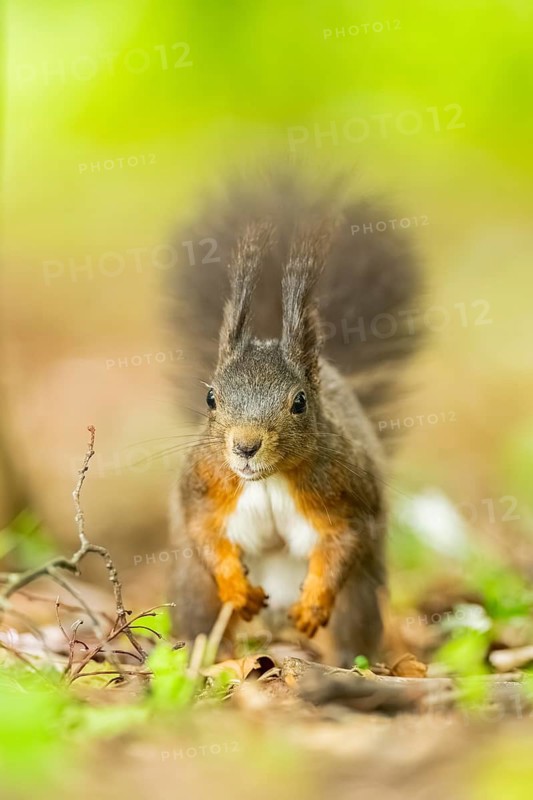 Red squirrel (Sciurus vulgaris) in a forest, Bavaria, Gernany