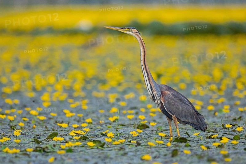 Purple heron (Ardea purpurea) amidst flowering water lilies Hungary