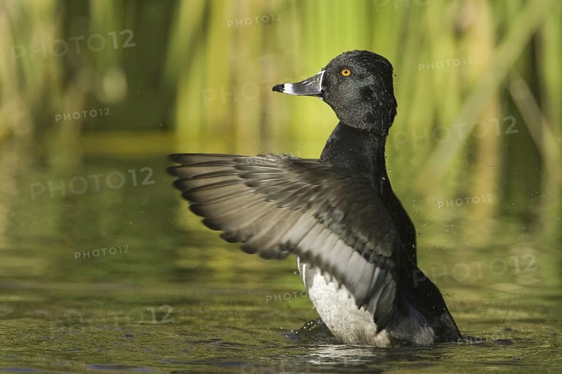 Ring-necked Duck (Aythya collaris) male, Arizona, USA