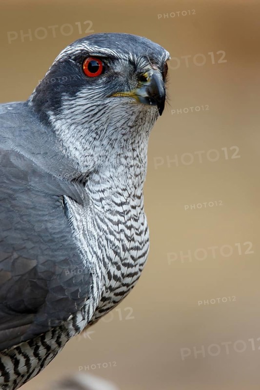 Northern Goshawk (Accipiter gentilis), adult male, Castile and Leon, Spain