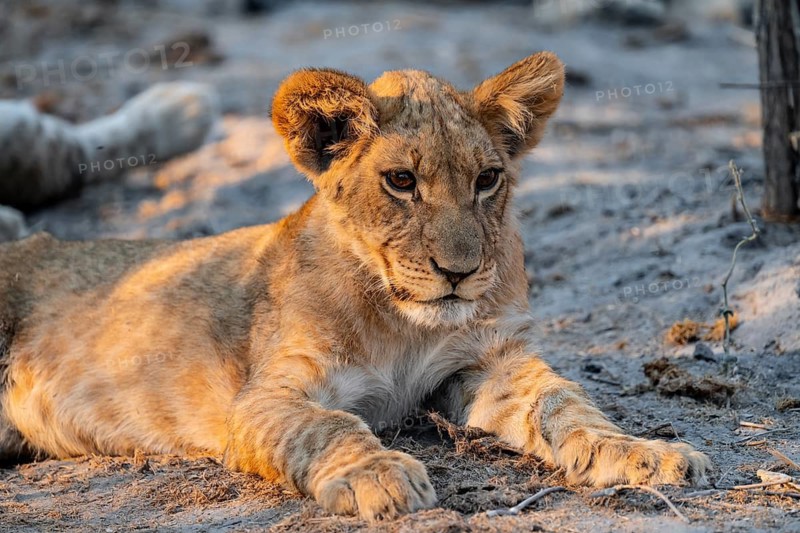 Cub, lion (Panthera leo) lying, Savuti, Chobe National Park, Botswana