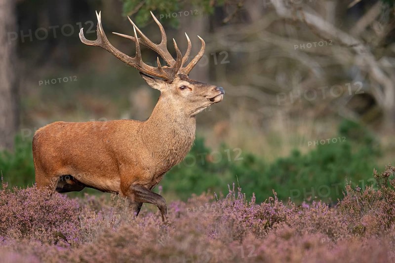 Red deer (Cervus elaphus), rut, Hoenderloo, Gelderland, Netherlands