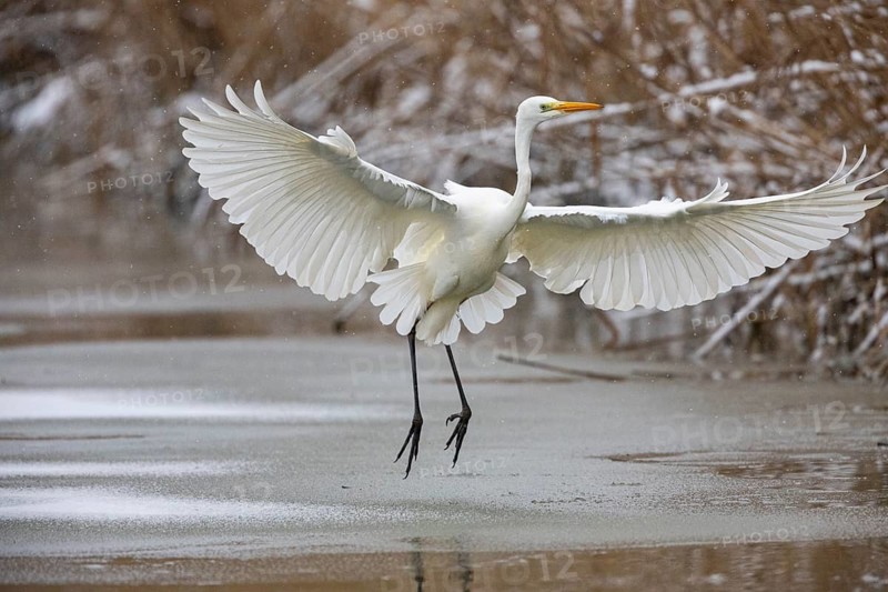 Great White Egret (Egretta alba) Germany
