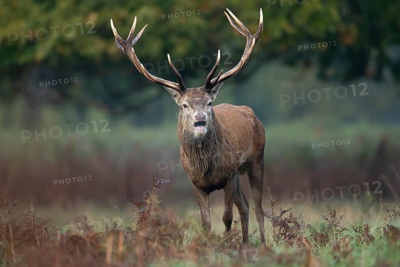 Red deer (Cervus elaphus) adult male stag animal roaring with its mouth open during the annual rut in autumn, England, United Kingdom
