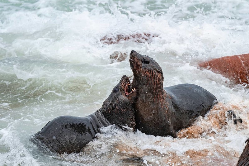 Male fur seals fighting for territory, Cape fur seal (Arctocephalus pusillus), Cape Cross, Atlantic coast, Namibia