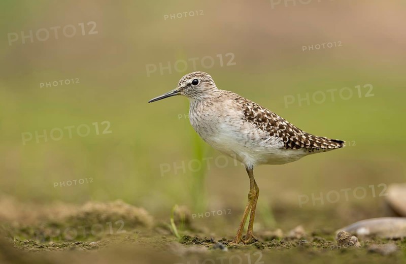A Wood Sandpiper (Tringa glareola), sreepur, Gazipur, bangladesh