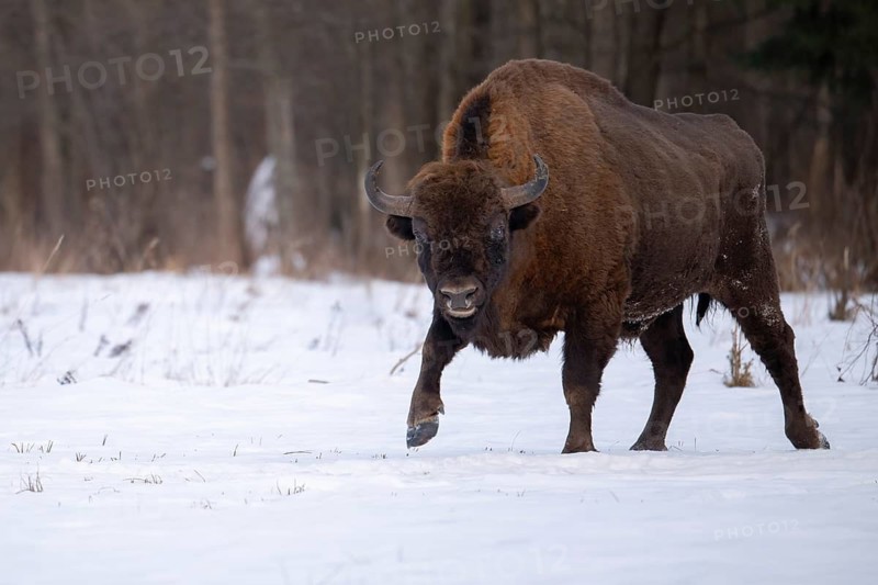 European bison (Bos bonasus, Bison bonasus), bison bull walking in a forest clearing in winter, Podlaskie Voivodeship, Poland
