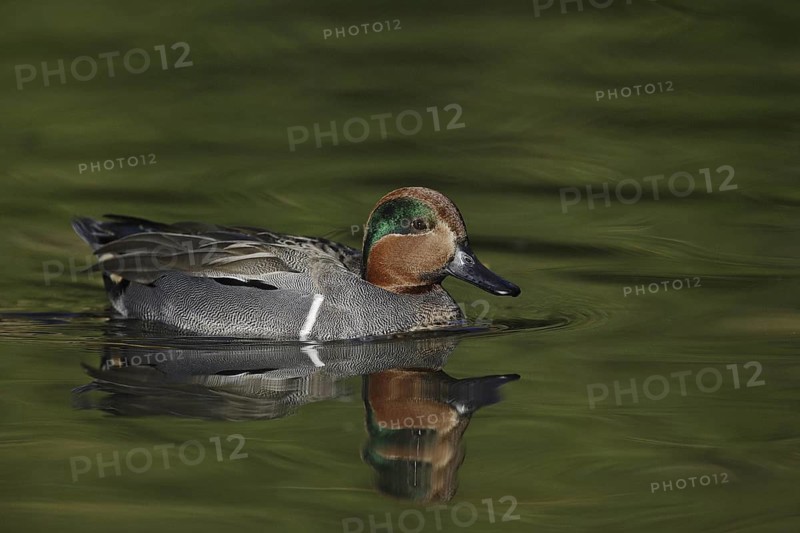Green-winged Teal (Anas carolinensis) male, Arizona, USA
