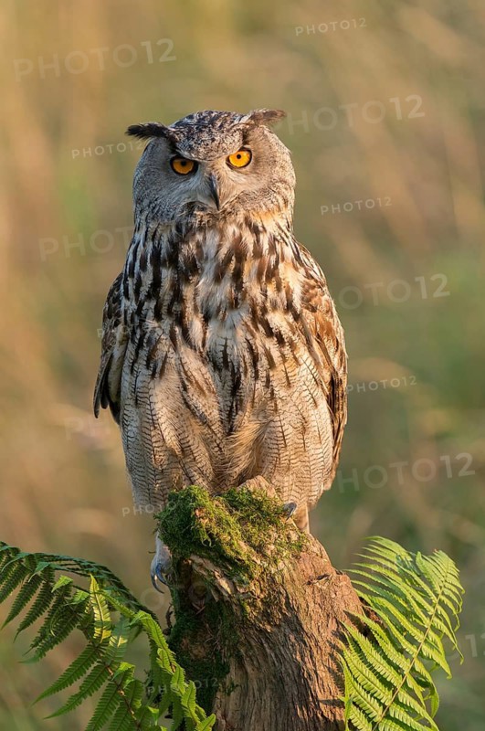 Eurasian Eagle-Owl (Bubo bubo) captive, Schwyz, Switzerland