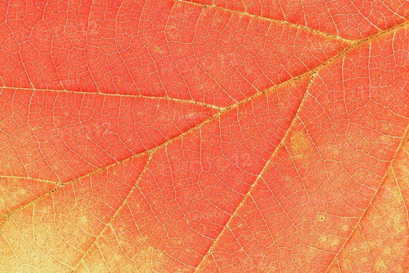 Persian ironwood (Parrotia persica), detail of leaf in autumn, North Rhine-Westphalia, Germany