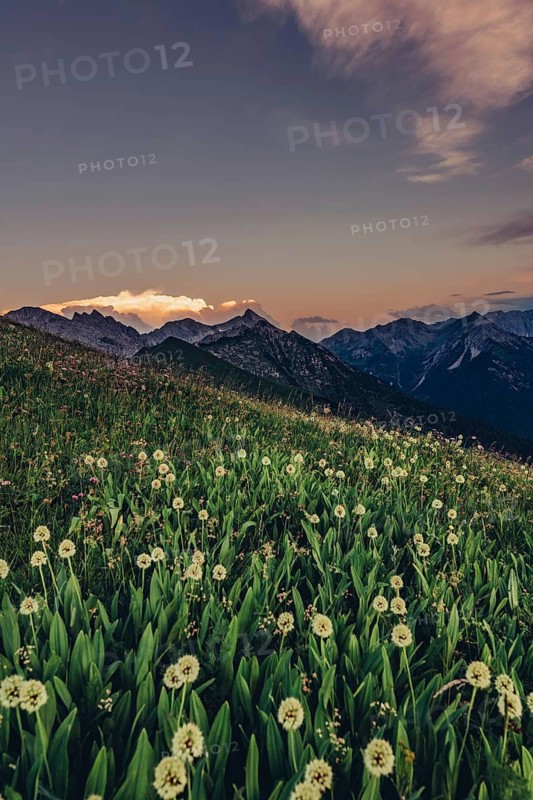 Hiking tour on the Hönig mountain in the Lechtal valley near Berwang in Tyrol, Austria