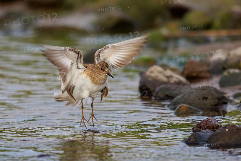 Temminck's Stint (Calidris temminckii), Greece
