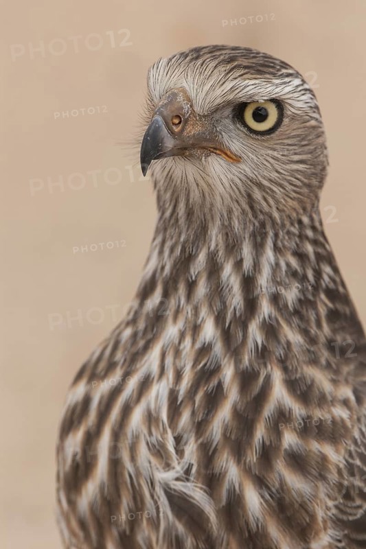Pale Chanting Goshawk (Melierax canorus) juvenile, Northern Cape, South Africa