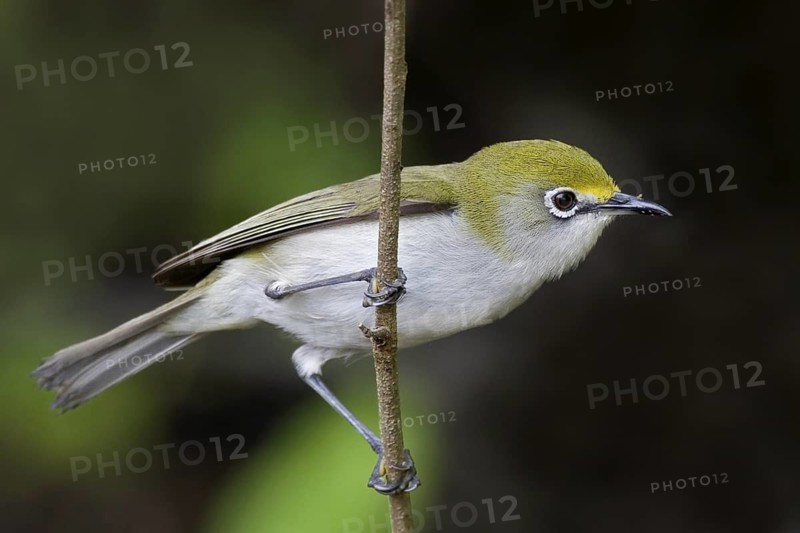 Christmas White-eye (Zosterops natalis), Christmas Island, Australia