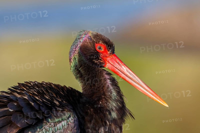 Black Stork (Ciconia nigra) foraging, Greece