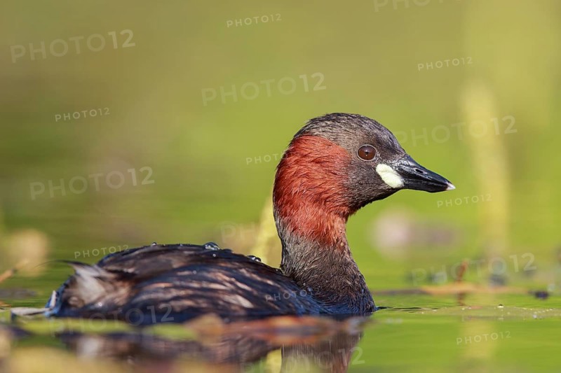 Little Grebe (Tachybaptus ruficollis), North Rhine-Westphalia, Germany