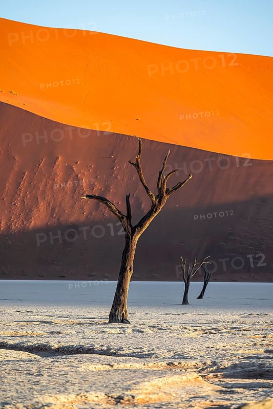 Dead camel thorn trees (Vachellia erioloba), red sand dunes, white salt pan, Dead Vlei, Sossusvlei, Namib Desert, Namib-Naukluft Park, Namibia