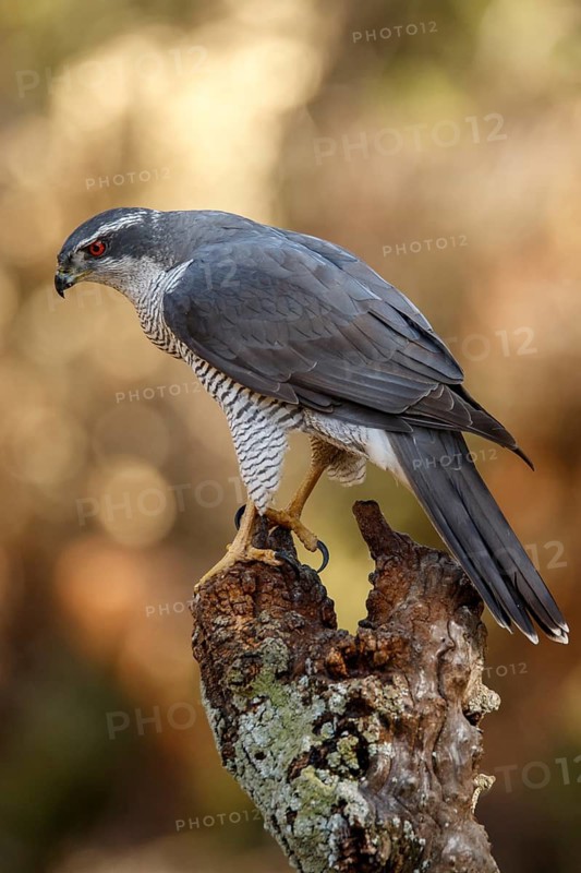 Northern Goshawk (Accipiter gentilis), adult male, Castile and Leon, Spain
