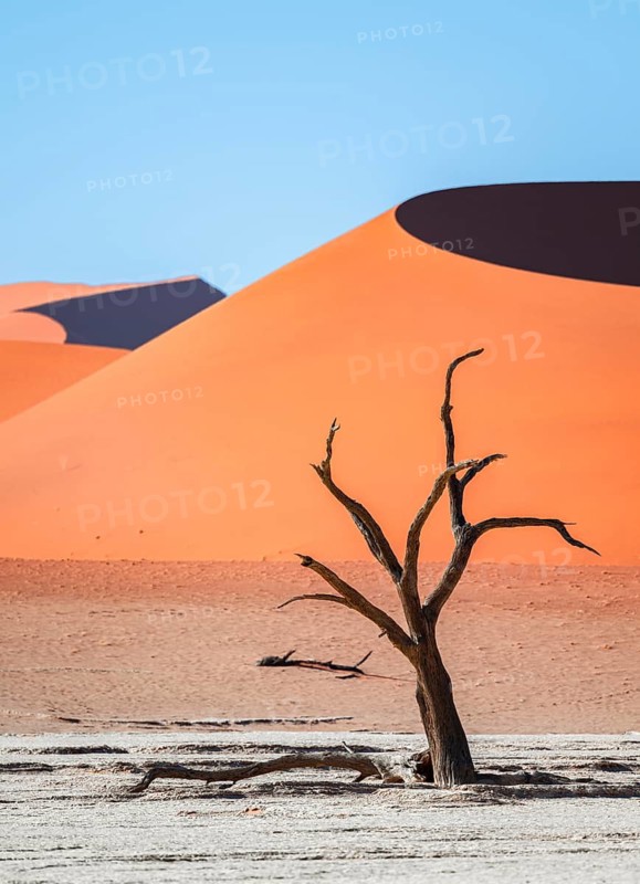 Dead camel thorn trees (Vachellia erioloba), red sand dunes, white salt pan, Dead Vlei, Sossusvlei, Namib Desert, Namib-Naukluft Park, Namibia