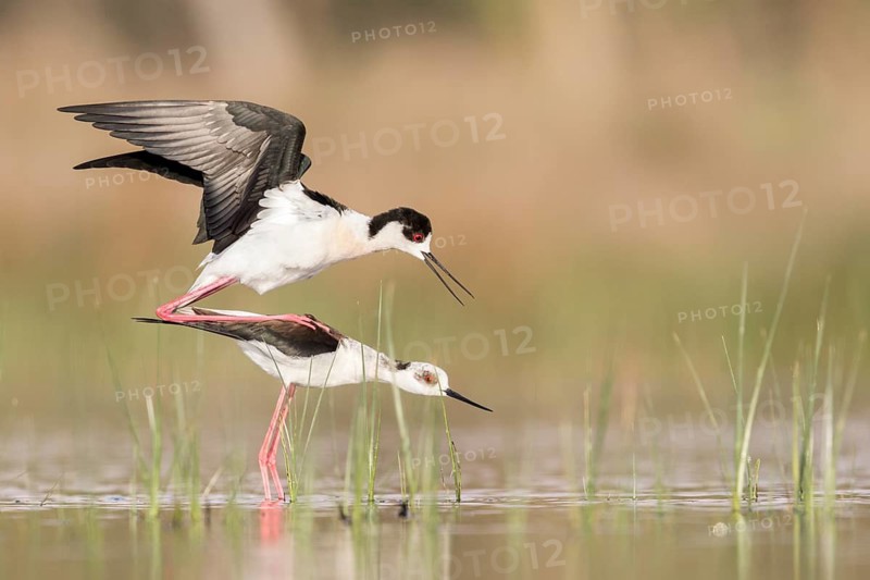 Black-winged Stilt (Himantopus himantopus) pair mating, Romania