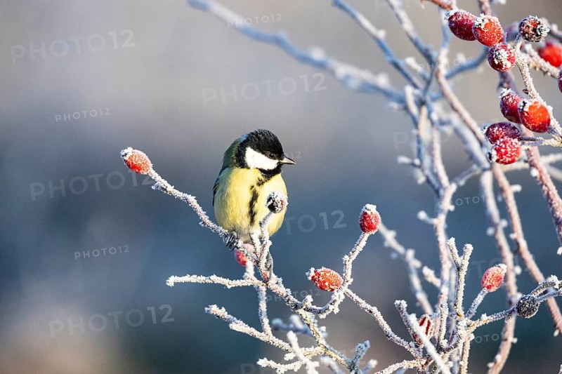 Great tit (Parus major) Germany