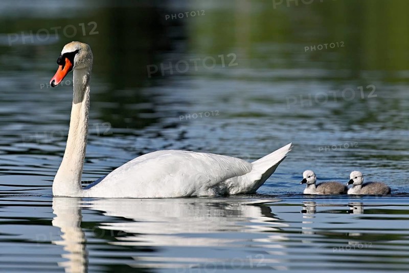 Mute swan (Cygnus olor), male with two chicks swimming in Lake Zug, Canton Zug, Switzerland