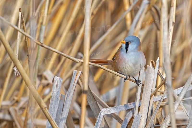 Bearded reedling, bearded tit (Panurus biarmicus) adult male perched on reed stem while foraging in reedbed at wetland in spring