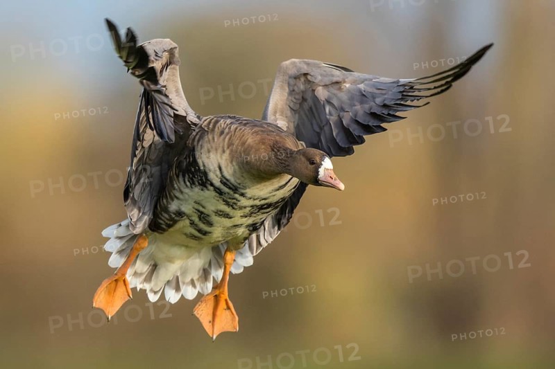 Greater White-fronted Goose (Anser albifrons) flying, North Rhine-Westphalia, Germany
