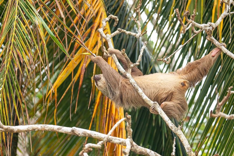 Male two toed sloth reaching and stretching across branches towards a palm frond, showing genitals. Beach, Punta Uva, Costa Rica