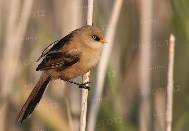 Bearded Reedling (Panurus biarmicus) juvenile, Mecklenburg-Western, Pomerania, Germany