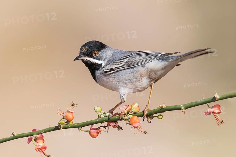 Rüppell's Warbler (Sylvia ruppeli) male, Eilat, Israel
