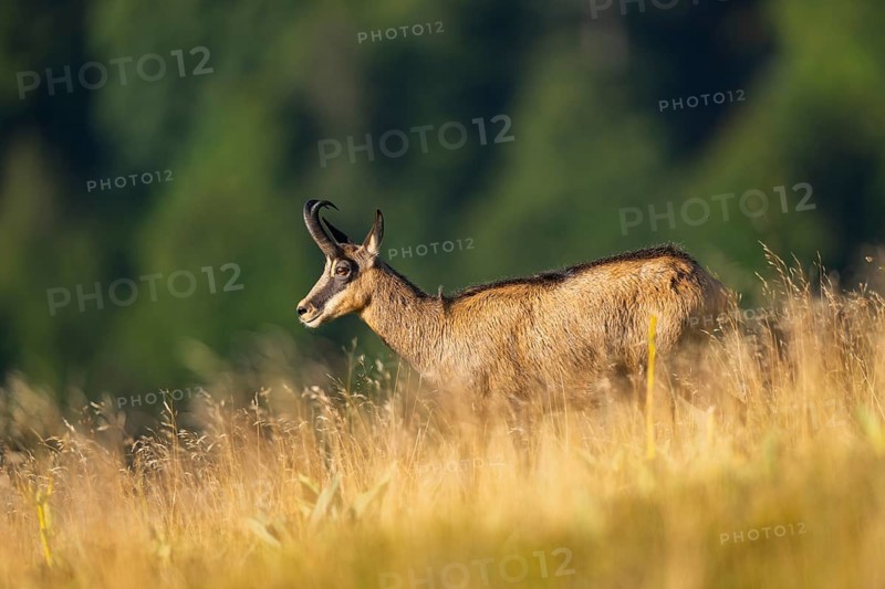 Chamois (Rupicapra rupicapra) on a meadow in the Vosges Mountains, wildlife, France