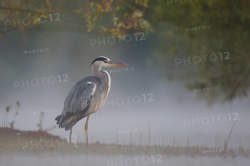 Grey Heron (Ardea cinerea) foraging in swallow water on foggy morning, North Rhine-Westphalia, Germany