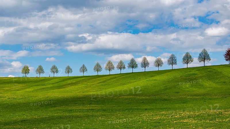 Row of trees on a hill in spring. Landscape on the edge of Schönbuch near Waldenbuch. Waldenbuch, Baden-Württemberg, Germany
