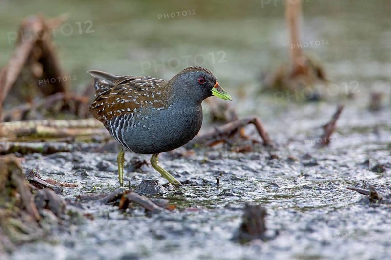 Australian Crake (Porzana fluminea) foraging, Victoria, Australia