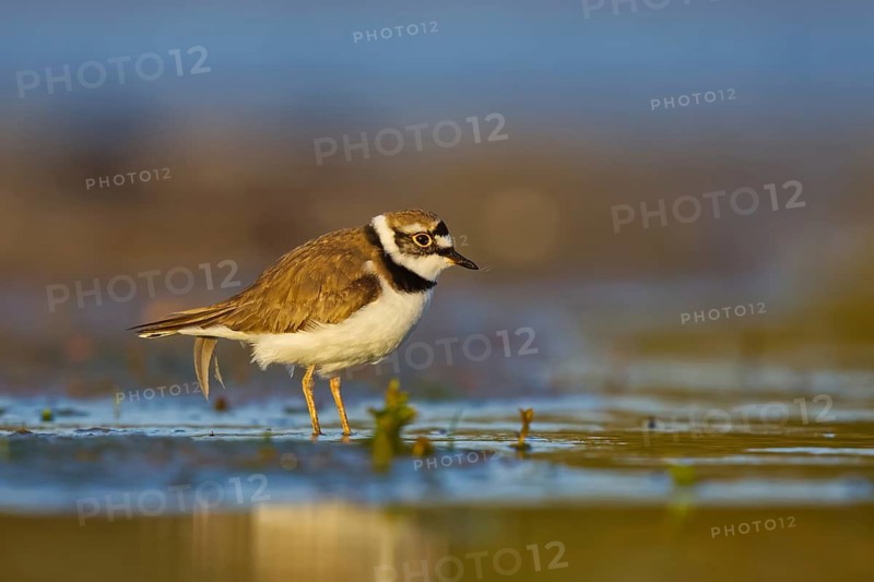Little Ringed Plover (Charadrius dubius) foraging, North Rhine-Westphalia, Germany