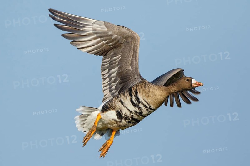Greater White-fronted Goose (Anser albifrons) flying, North Rhine-Westphalia, Germany