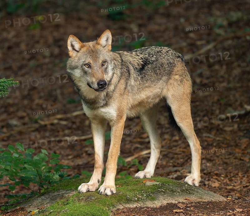 Wolf (Canis lupus) standing on a moss-covered rock and looking attentively, captive, Bavarian Forest National Park, Bavaria, Germany