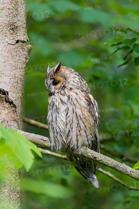 One long-eared owl (Asio otus), sitting on a branch of a tree, between green leaves