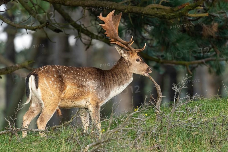 Fallow deer (dama dama), male, deer, Zandvoort, North Holland, Netherlands