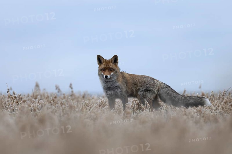 Red fox (Vulpes vulpes), Bitburg, Rhineland-Palatinate, Germany