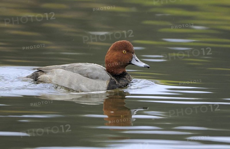 Redhead (Aythya americana) male, British Columbia, Canada