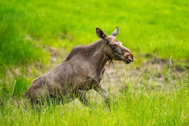 Eurasian elk (Alces alces) walking on a meadow in early summer, Bavarian Forest, Bavaria, Germany